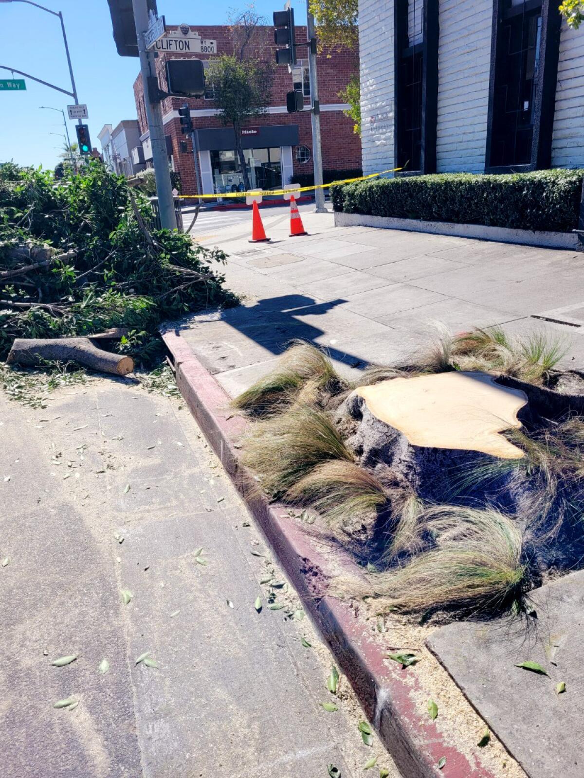 A tree stump leaves a sidewalk exposed to the sun.