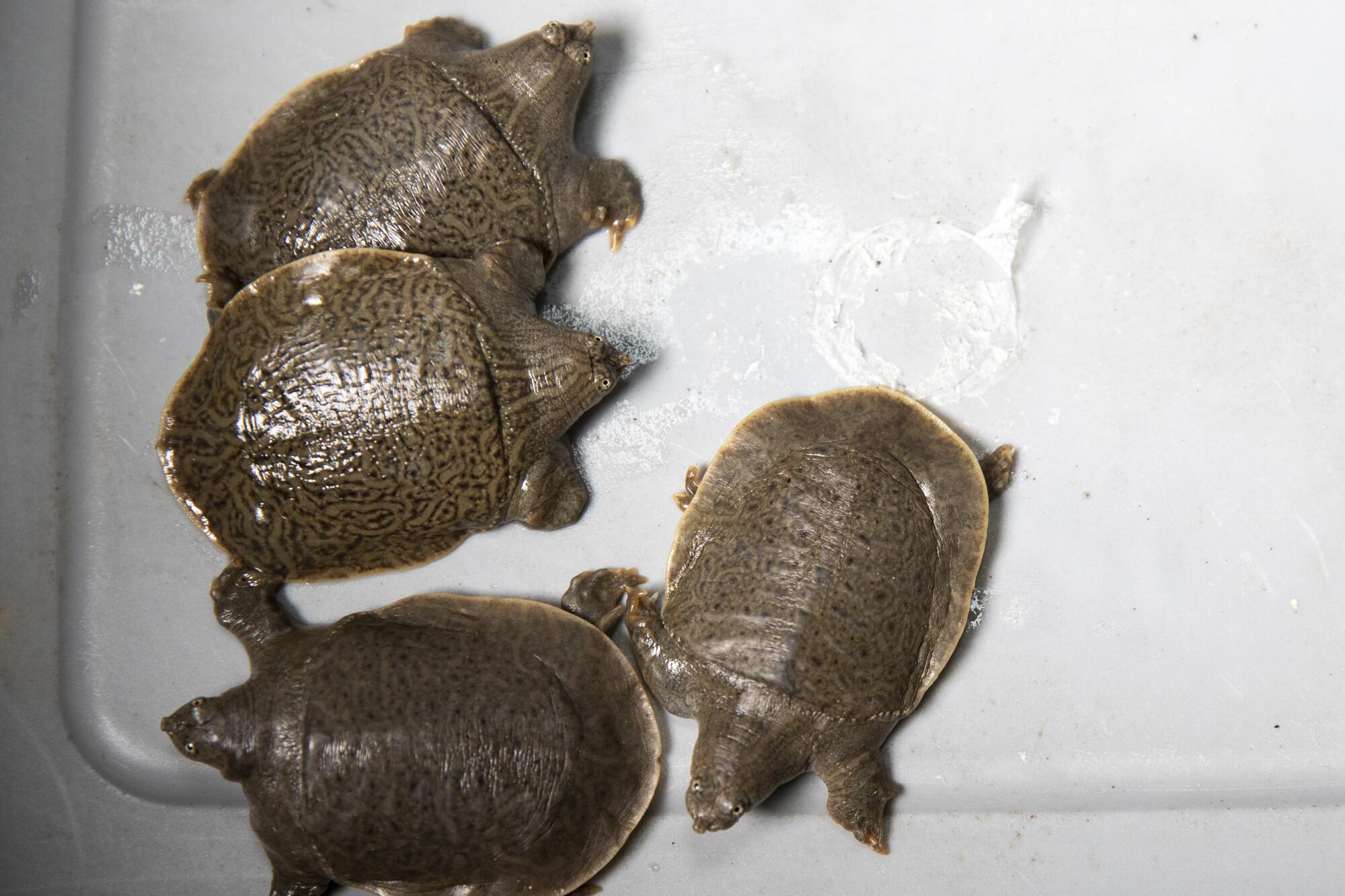 The San Diego Zoo recently found about 41 Indian narrow-headed softshell turtle hatchlings 