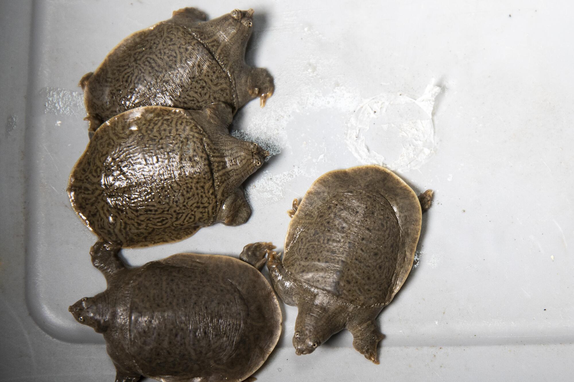 The San Diego Zoo recently found about 41 Indian narrow-headed softshell turtle hatchlings