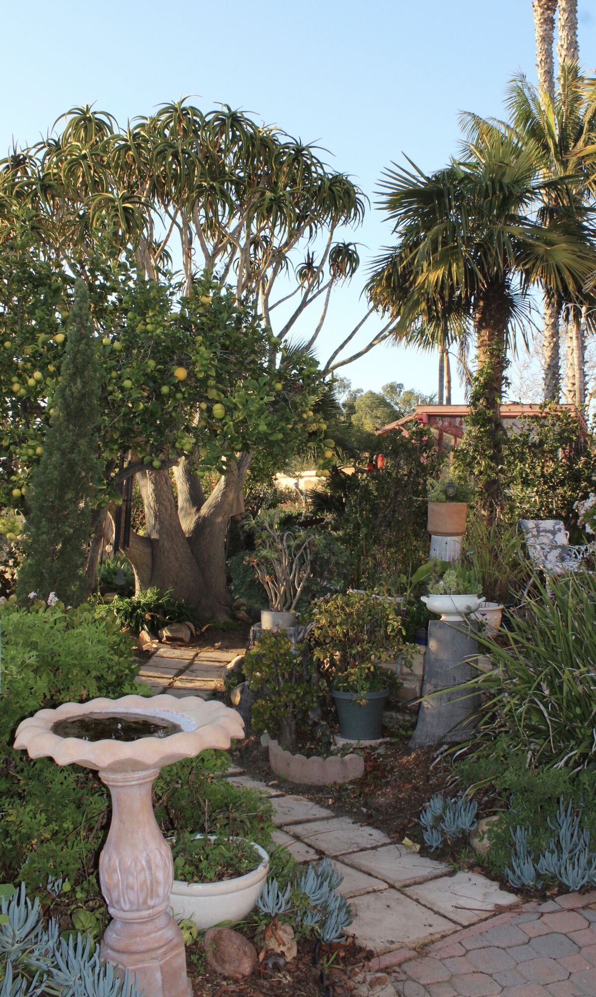 Mature plantings line a path through a garden in the Clairemont Outdoor Living and Garden Tour.