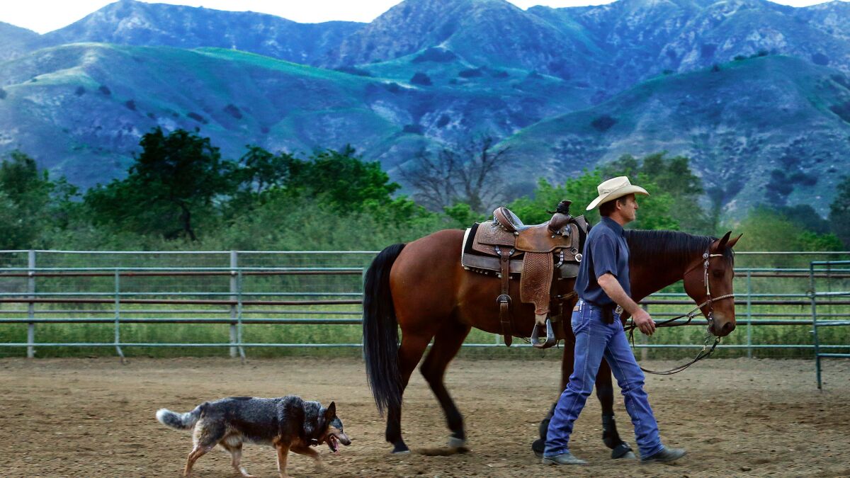 Dale Gibson walks with his quarter horse, "Shooter," and Australian Cattle Dog Luke, inside the arena at his ranch located near Hansen Dam in Sunland. The bullet train will come very close to the ranch that also has 90 horses on it and Gibson is opposed to it's proximity because of the impact the noise will have on his livestock.