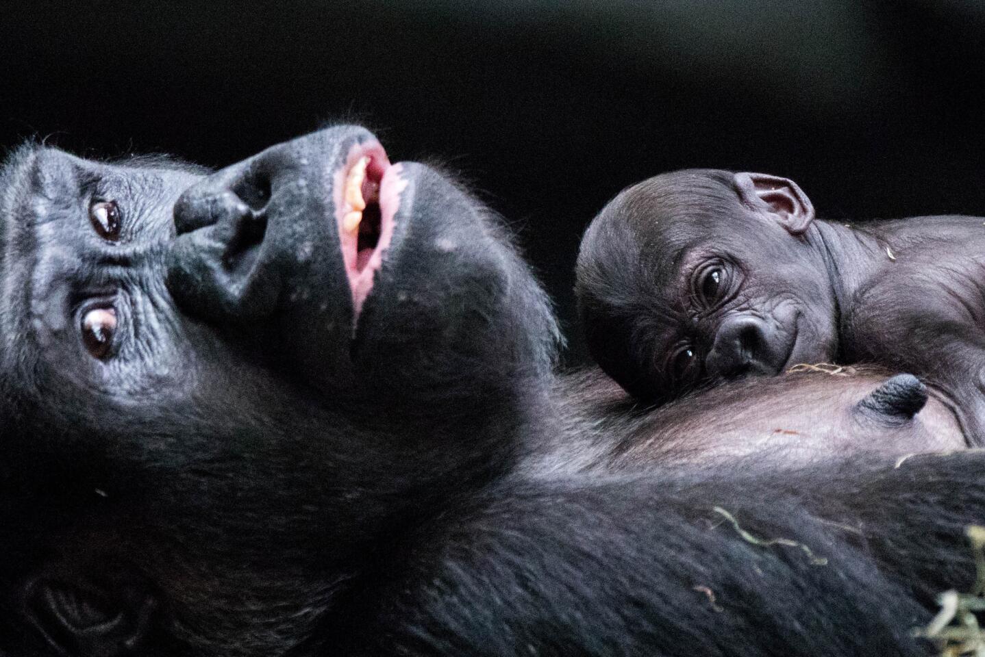 Ali, a 1-month-old western lowland gorilla, rests on the chest of her mother, Koola, at the Brookfield Zoo, on July 2, 2018, in Brookfield. Read her story here.