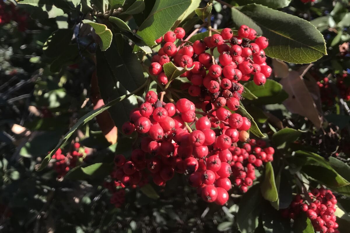 Clusters of small red berries on a shrub.