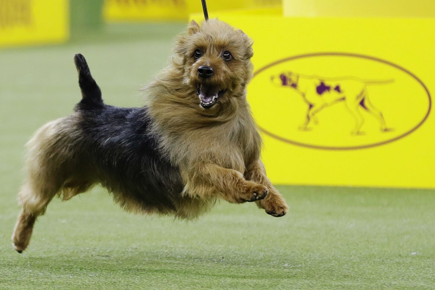 what dog won the terrier group at westminster