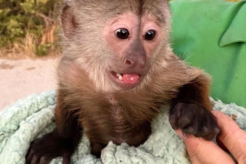 Route, a Capuchin monkey at the Zoo to You near Paso Robles in San Luis Obispo County, accidentally dials 911.