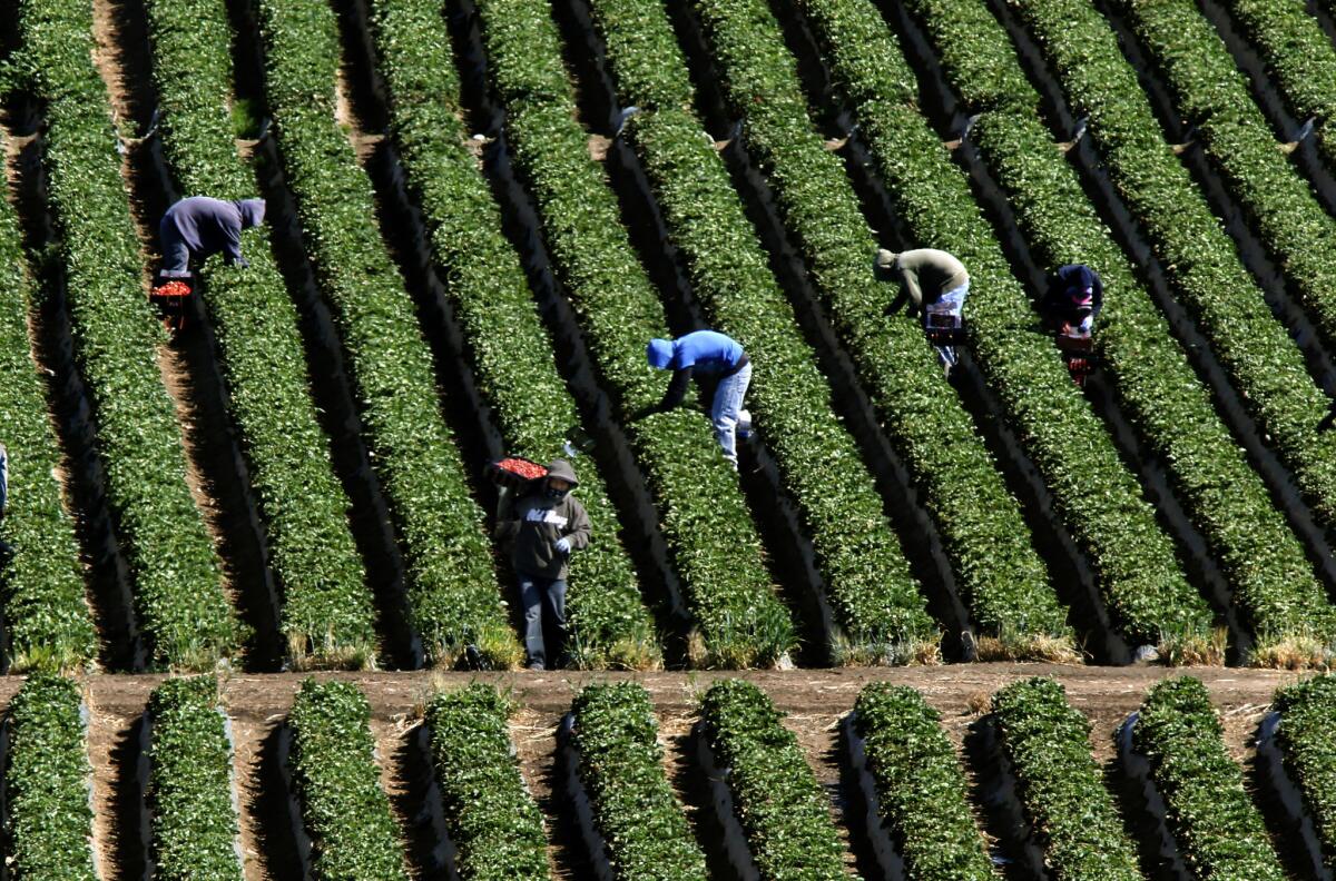 The U.S. produce industry has put forward a proposal for eliminating worker abuse in its supply chains. Critics say the plan lacks sufficient enforcement provisions. Above, workers pick Mexican crops last year.