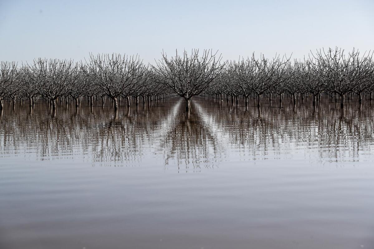 Treetops rise above a flooded grove in Tulare County. 