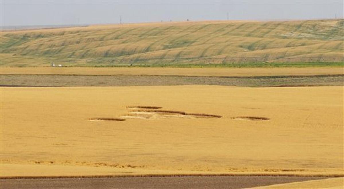 In this July 30, 2012 photo provided by The Wilbur Register, crop circles are shown in a wheat field owned by Greg and Cindy Geib near Wilbur, Wash. The circles were first noticed on July 24, 2012. Crop circles have been a worldwide phenomenon for decades, and this is not the first one in Lincoln County. (AP Photo/The Wilbur Register, Courtney Ruiz)