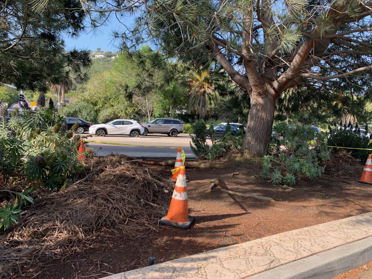 A pile of brush April 29 proves a lack of regular maintenance at "The Throat," according to La Jolla architect Trace Wilson.