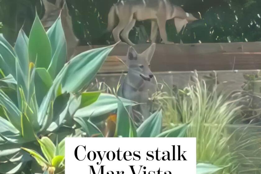 Coyotes stalk Mar Vista neighborhood