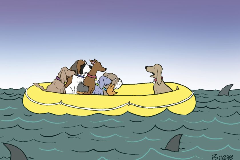 breen dogs raft