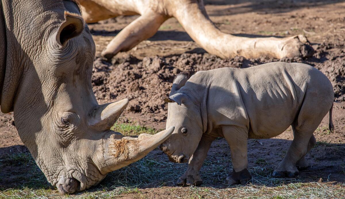 Rhino rescue under way, Science