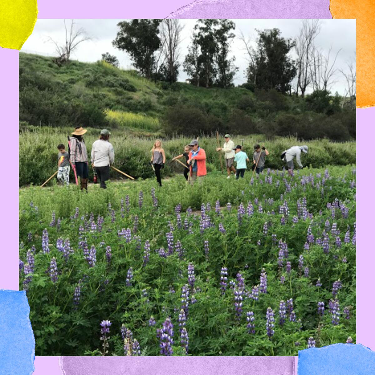 People with hoes stand among purple flowers in a field.
