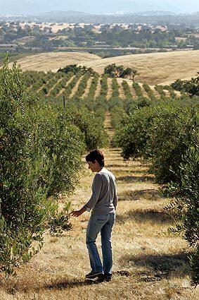 Olive tree cultivation - AZUD