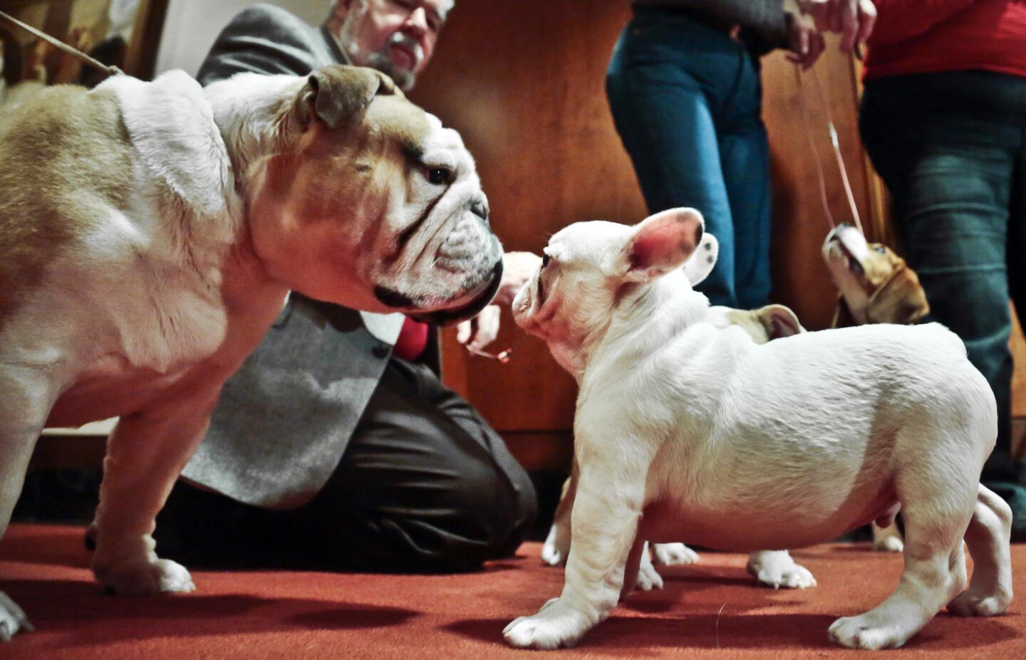 English bulldog Cassidy, left, of Smithtown, N.Y., and French bulldog puppy Snowman of Boston face each other during a news conference on in New York.
