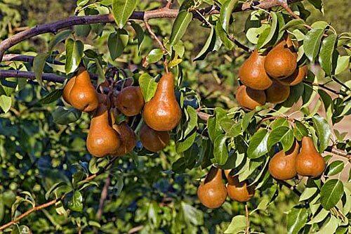 Golden Russet Bosc pears