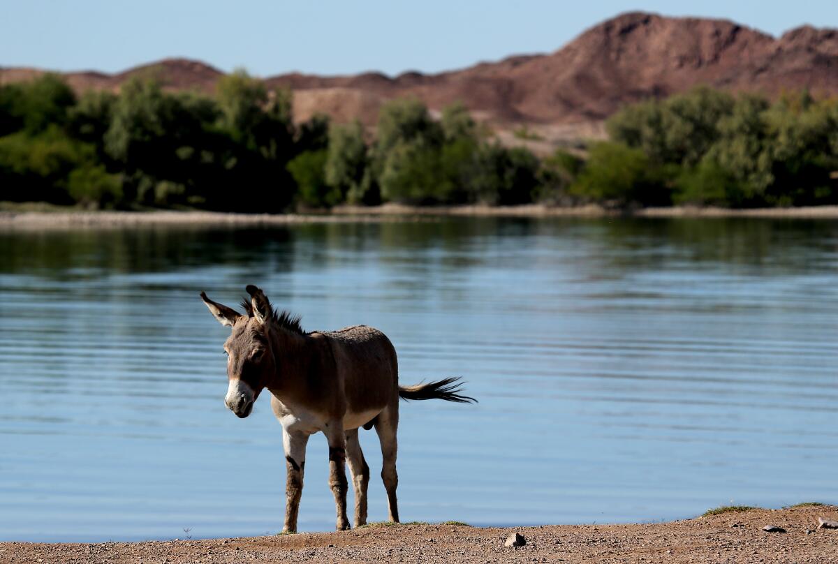 A burro flicks its tail on the banks of a body of water. In the background are red-rock hills and trees.