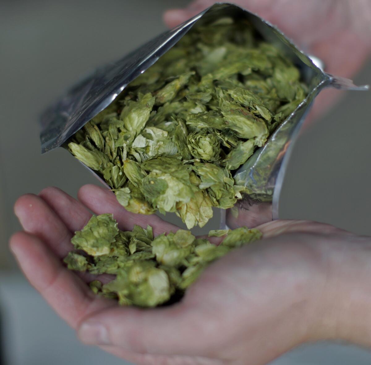 Hops in their raw state, before being brewed into one of the many IPAs that eschew balance for flavor.
