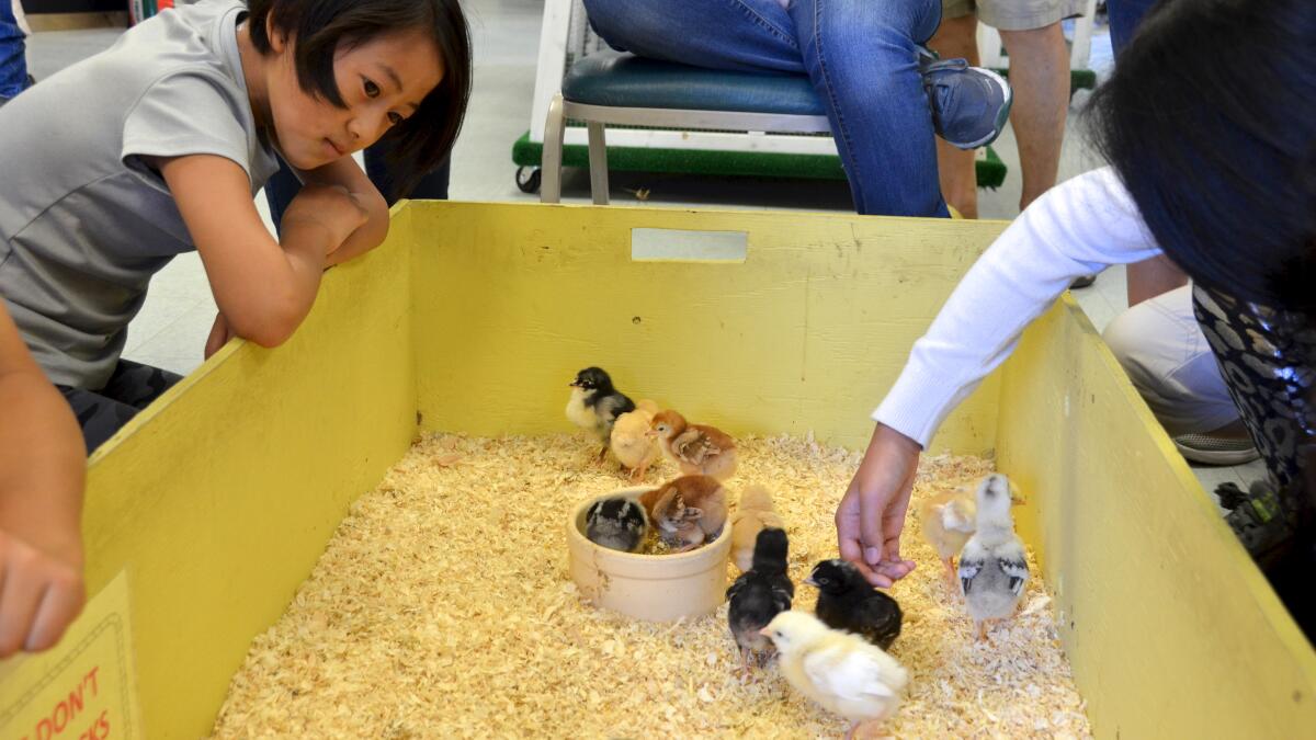 Kids gather at a "Chick Petting" area during Imaginology 2017 at the O.C. fairgrounds in Costa Mesa.