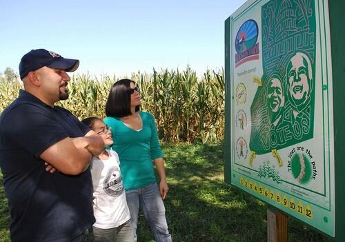 corn maze