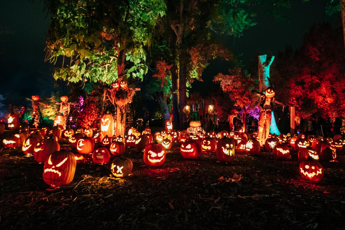 A wooded area at night filled with glowing carved jack-o'-lanterns