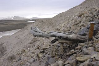 El tronco de un alerce de hace 2 millones de años yace en el permafrost en Kap Kobenhavn, Groenlandia. (Svend Funder via AP)