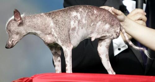 Gus, a pedigree Chinese Crested from St. Petersburg, Fla, competes in the 2008 World's Ugliest Dog Contest held at the Sonoma-Marin Fair in Petaluma, Calif. Gus won top pedigree and beat out the past "Ring of Champions" to take home the grand prize.