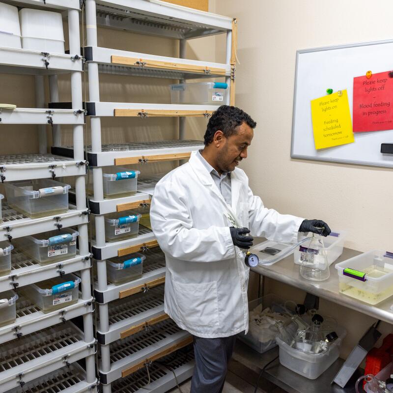 A man in a lab coat looks at plastic containers of mosquito larvae in a lab.