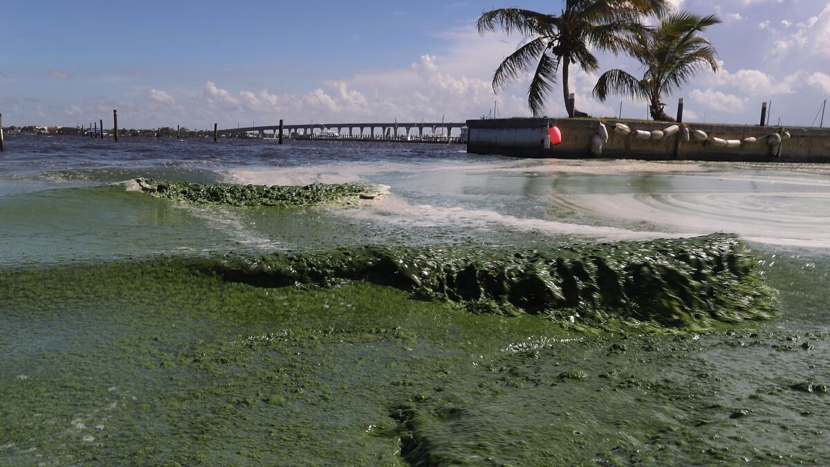 This summer, Florida beaches have been troubled by a massive algae bloom.