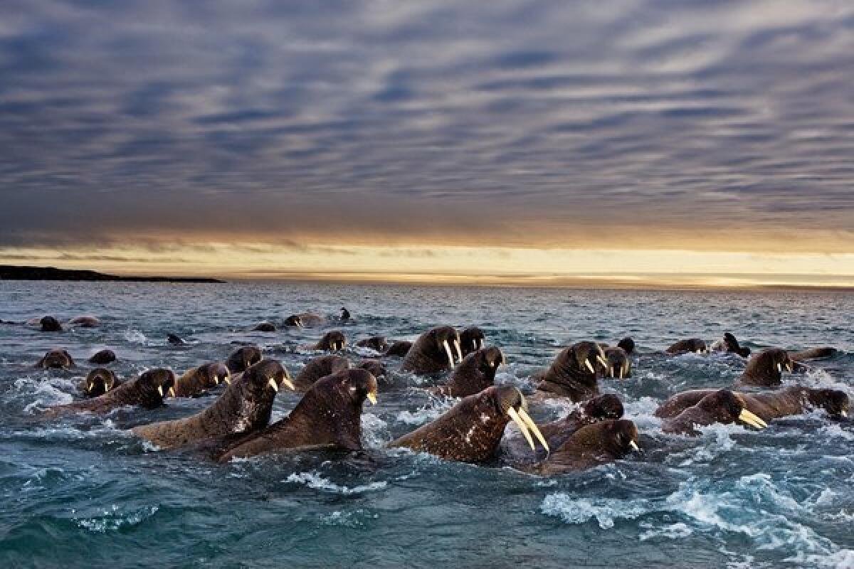 Pacific walruses off the Alaska coast.