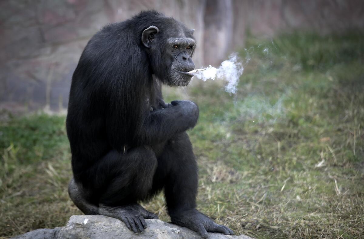 Azalea, a 19-year-old female chimpanzee whose Korean name is "Dallae," smokes a cigarette at the Central Zoo in Pyongyang, North Korea, on Wednesday.
