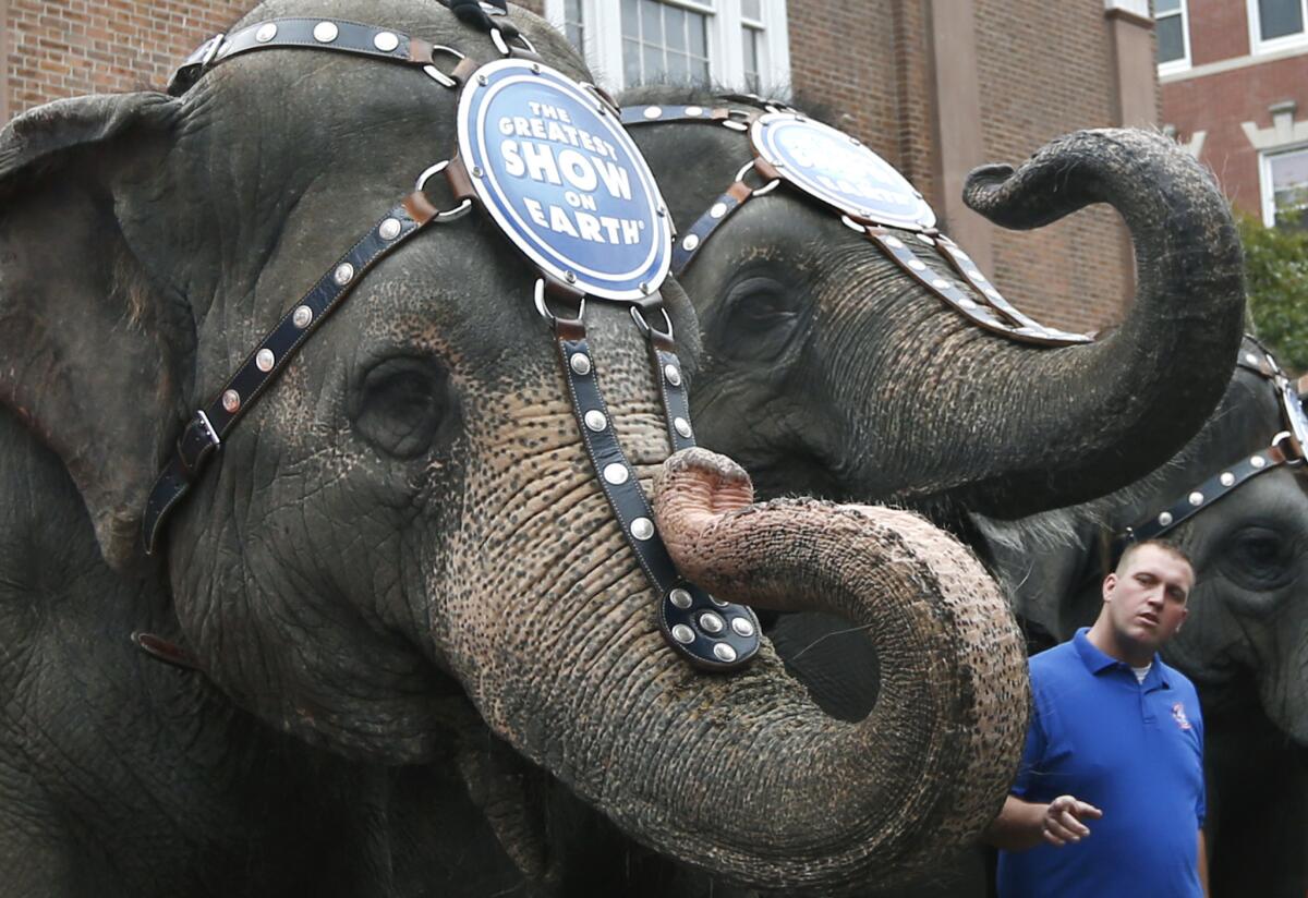 Ringling Bros. and Barnum & Bailey's circus handler Joey Frisco speaks to an Asian elephant during an appearance in Boston's North End. On Wednesday, the Los Angeles City Council will consider banning the bullhook -- or any instrument that could be used like one -- for use on elephants in any kind of performance anywhere in the city.