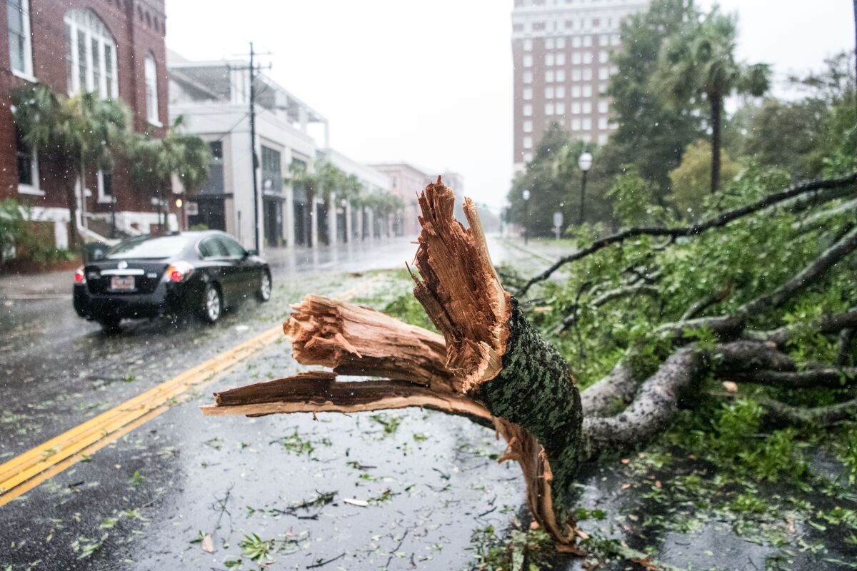 A car drives around a fallen tree branch on Calhoun Street in Charleston, S.C.