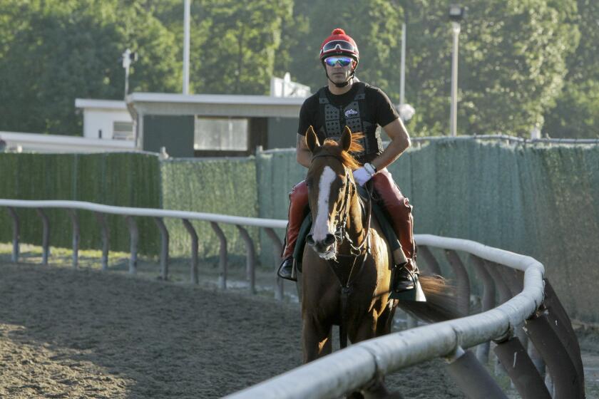 Exercise rider Willie Delgado walks California Chrome after a workout at Belmont Park.