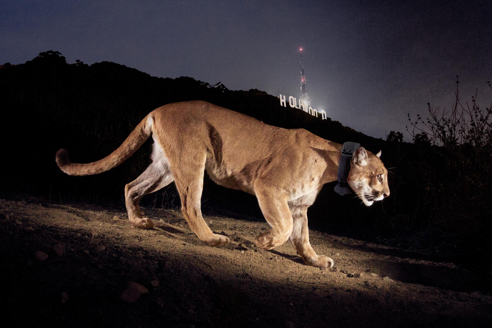 A mountain lion is lit up against a dark hilly background with the Hollywood sign