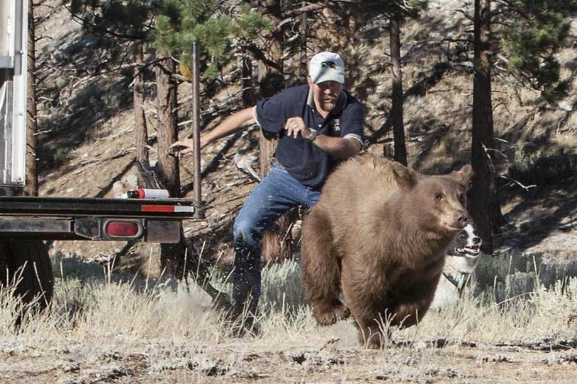 A man and his dog chase a large black bear into the wilderness.