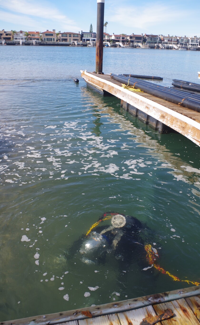 A diver works just below the surface in a slip at the Channel Reef marina in Newport Harbor with a hand-operated dredging device that works much like an aquarium vacuum.