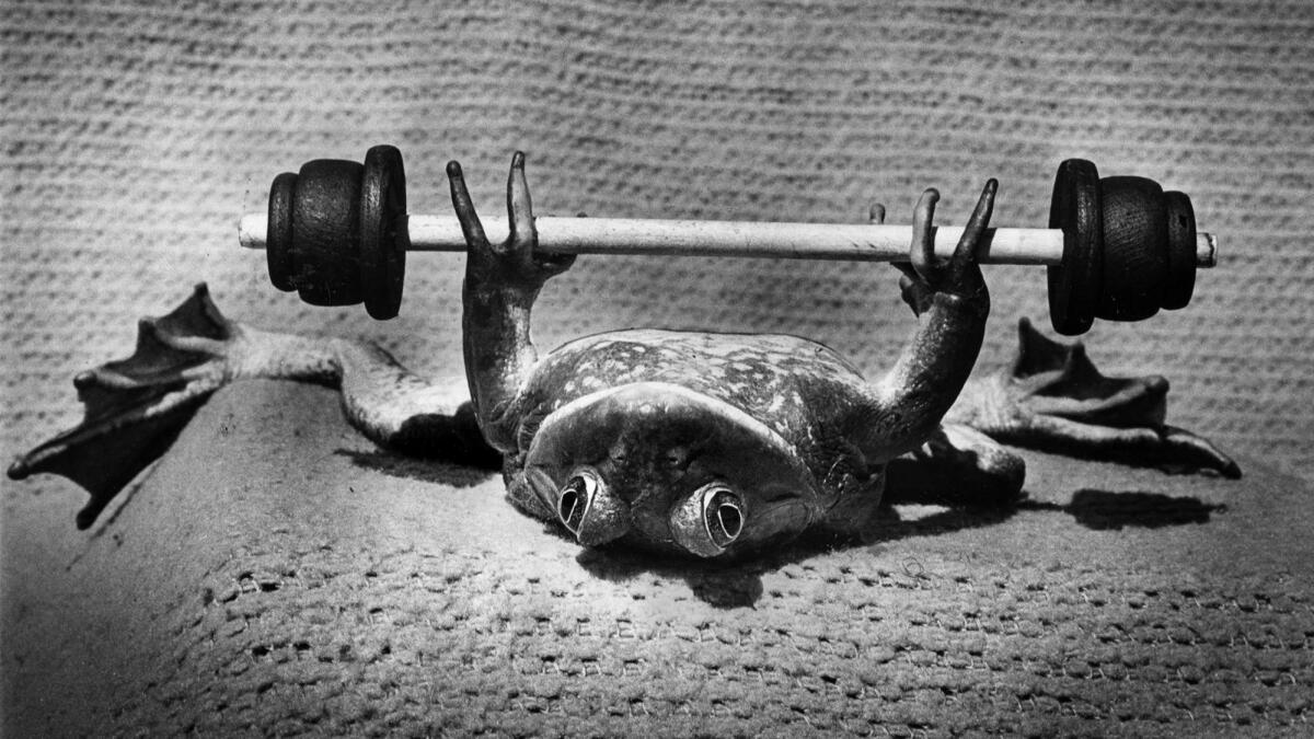 a bullfrog lies on its back and holds a small barbell