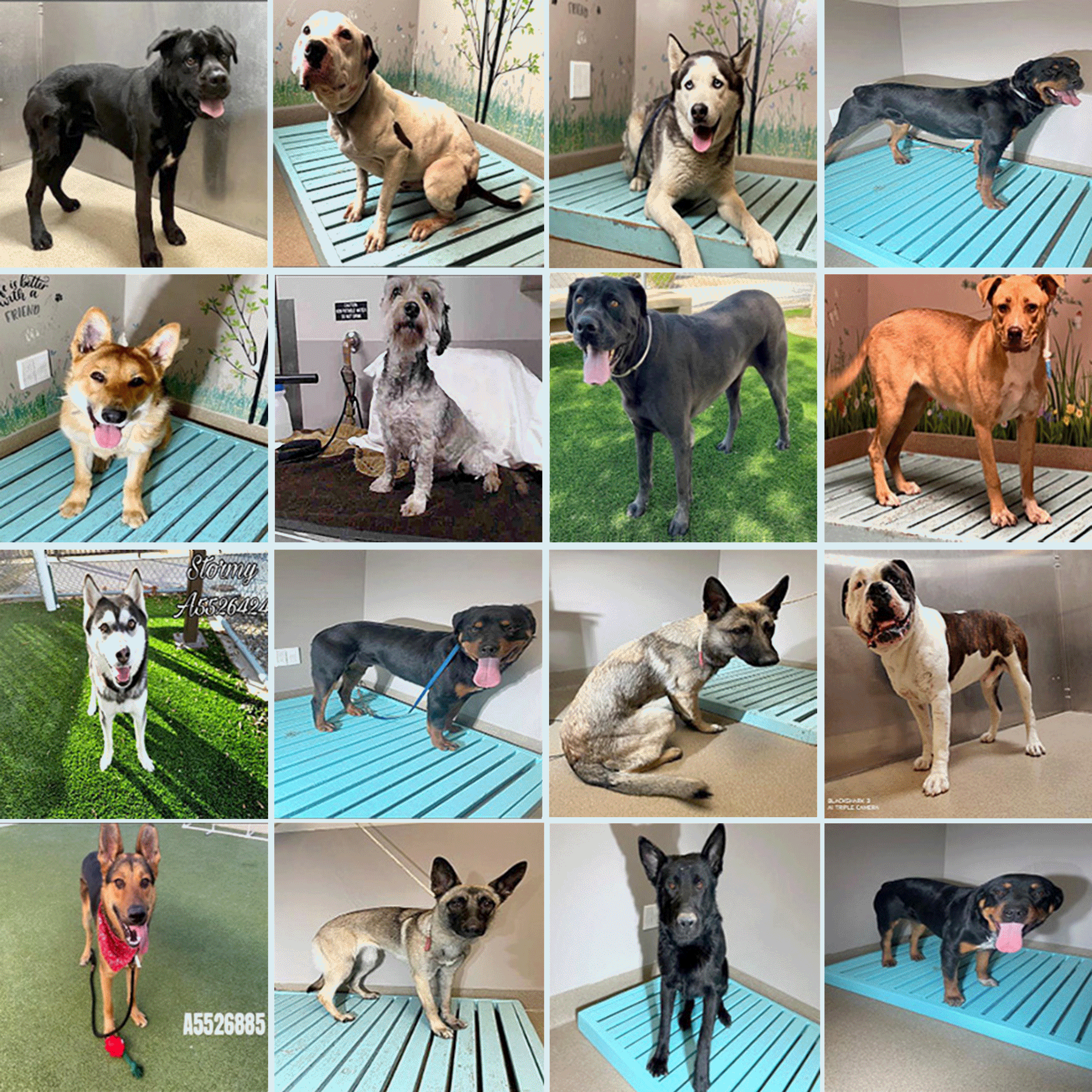 Photos of 16 dogs, most of them large, disappearing one at a time from a 4x4 grid until none remain