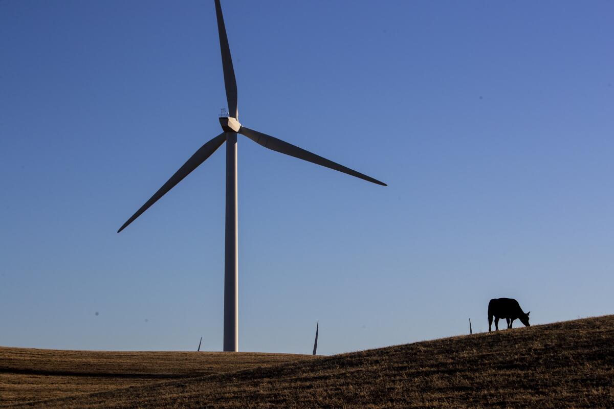 A cow grazes on the Shiloh II wind farm near Bird's Landing, Calif., at the northeastern end of the Bay Area, in 2021.