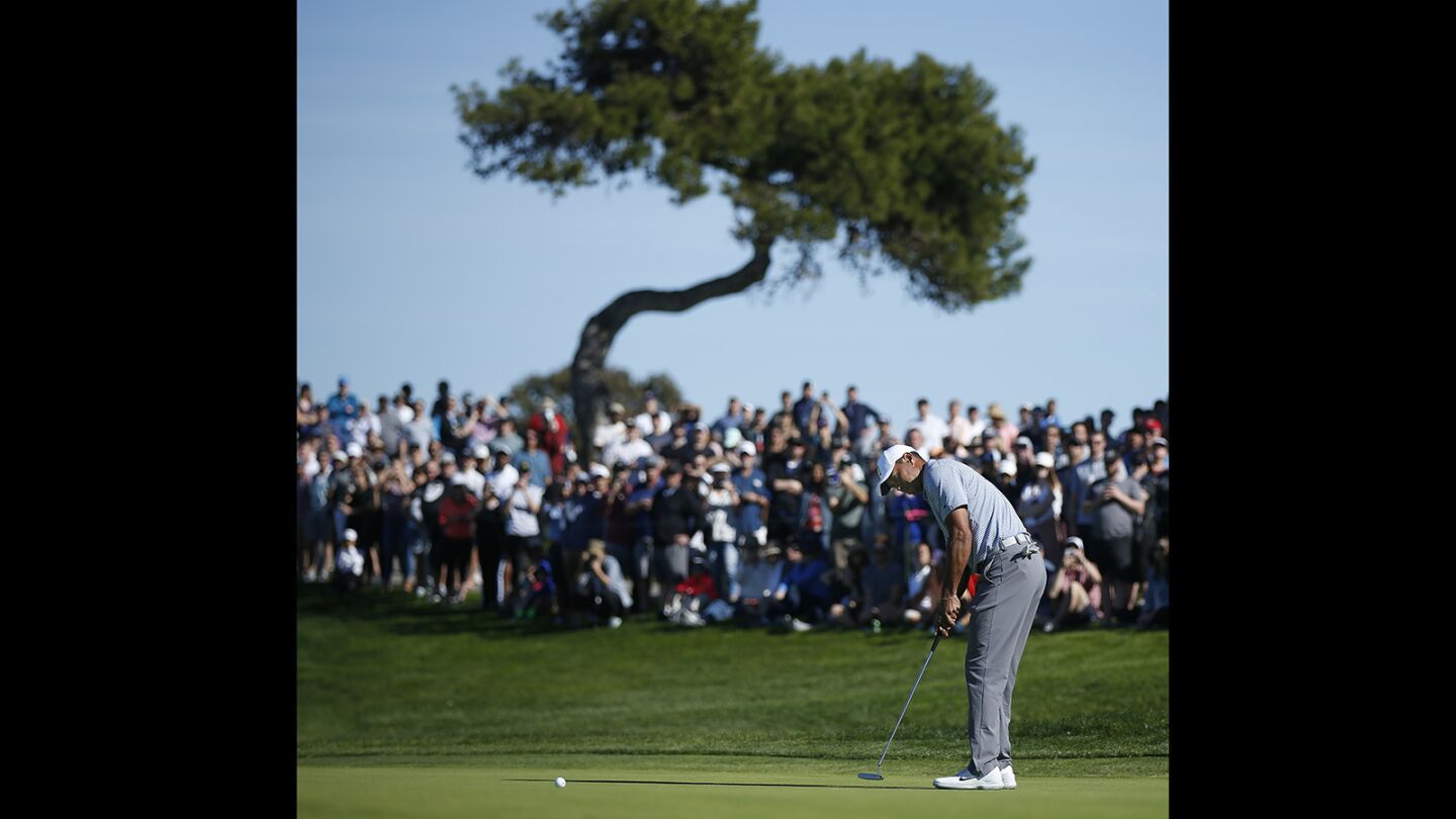 Tiger Woods putts on the 2nd hole during the third round of the Farmers Insurance Open at the Torrey Pines Golf Course on Jan. 26, 2019. (Photo by K.C. Alfred/San Diego Union-Tribune)