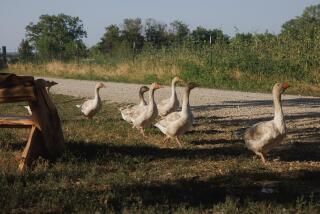 Geese at a farm near Severy, Kansas, US on Thursday, July 18, 2024. Growers looking to transition to regenerative agriculture are running into a barrier due to federal crop insurance regulations. Photographer: Chase Castor/Bloomberg via Getty Images