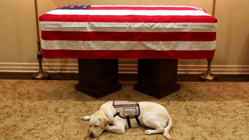 Sully, former President George H.W. Bush's service dog, lies in front of his casket in Houston on Sunday. The 41st president died Friday at his home in Houston at 94.