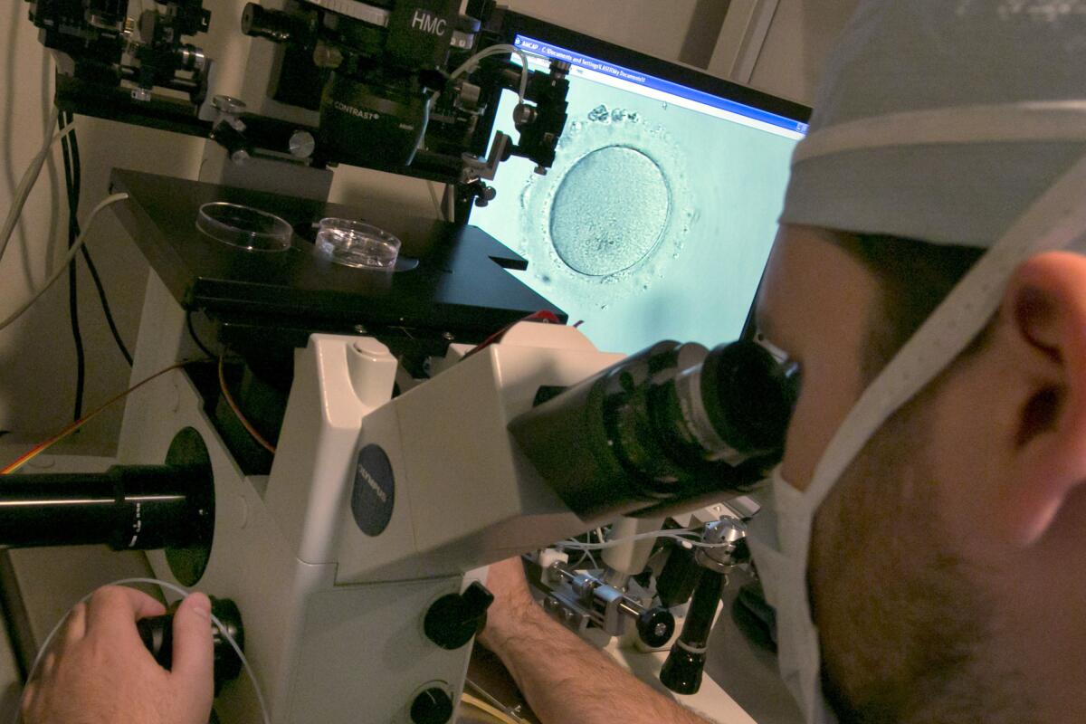 An embryologist uses a microscope to view an embryo, visible on a monitor