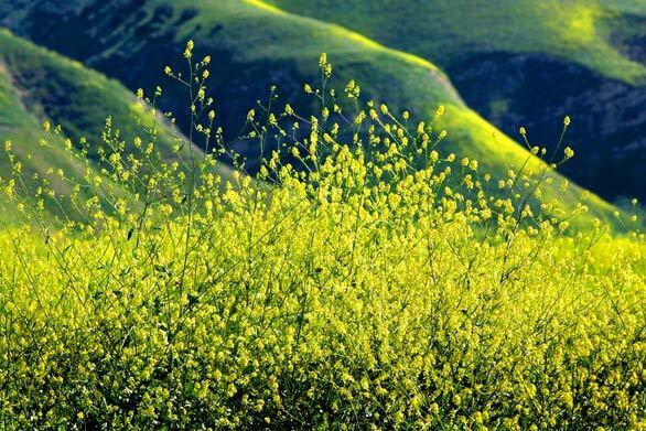 Weeds Gallery