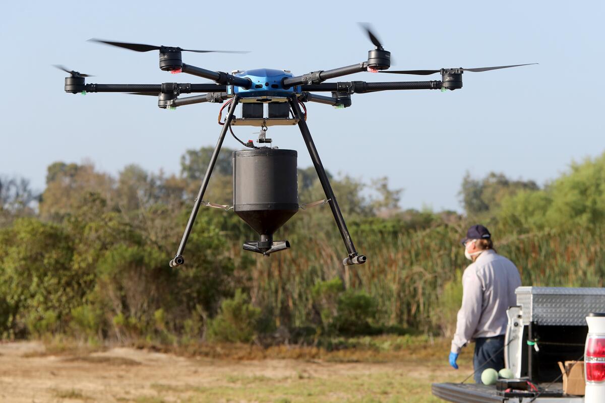 A drone carrying VectoBac GS larvicide takes flight Thursday morning at Harriett Wieder Regional Park in Huntington Beach.