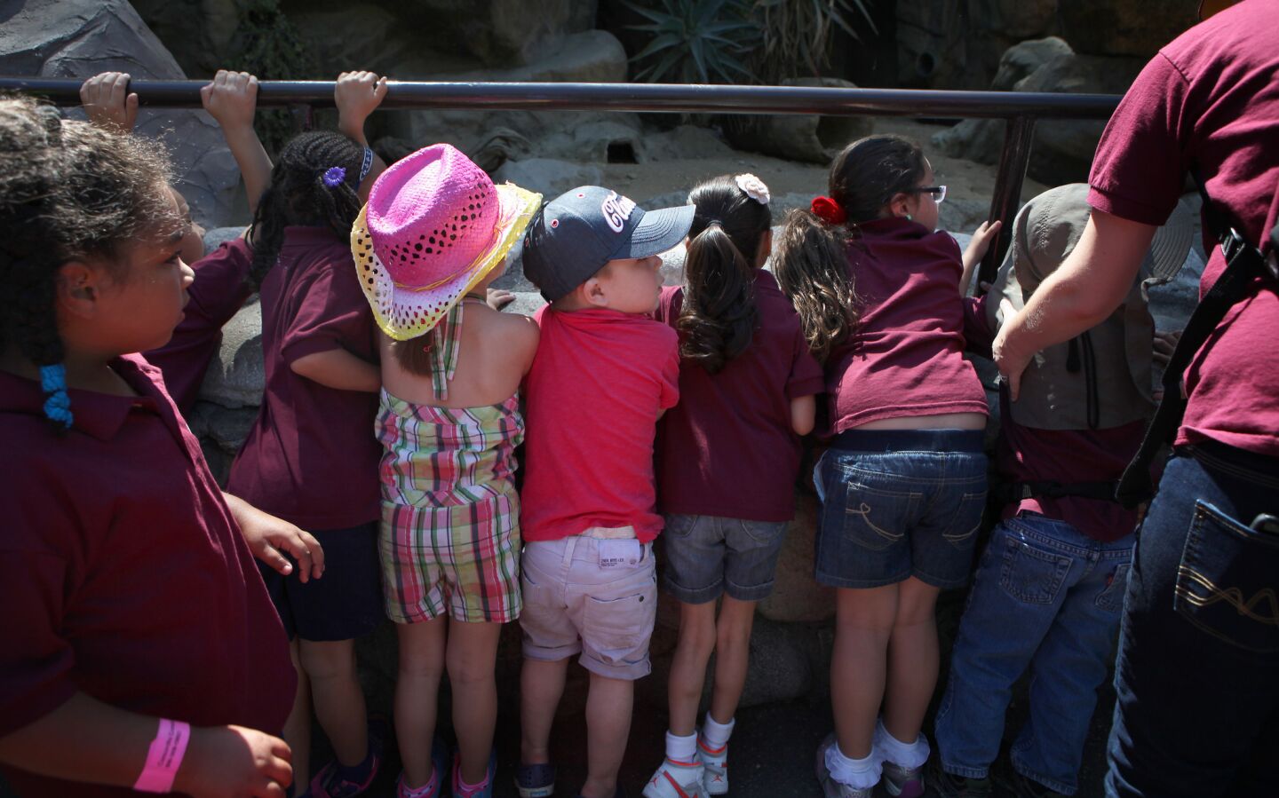 Auguste Majkowski, 3, center, squeezes between other children to get a view of meerkats during an outing to the Los Angeles Zoo before surgery.
