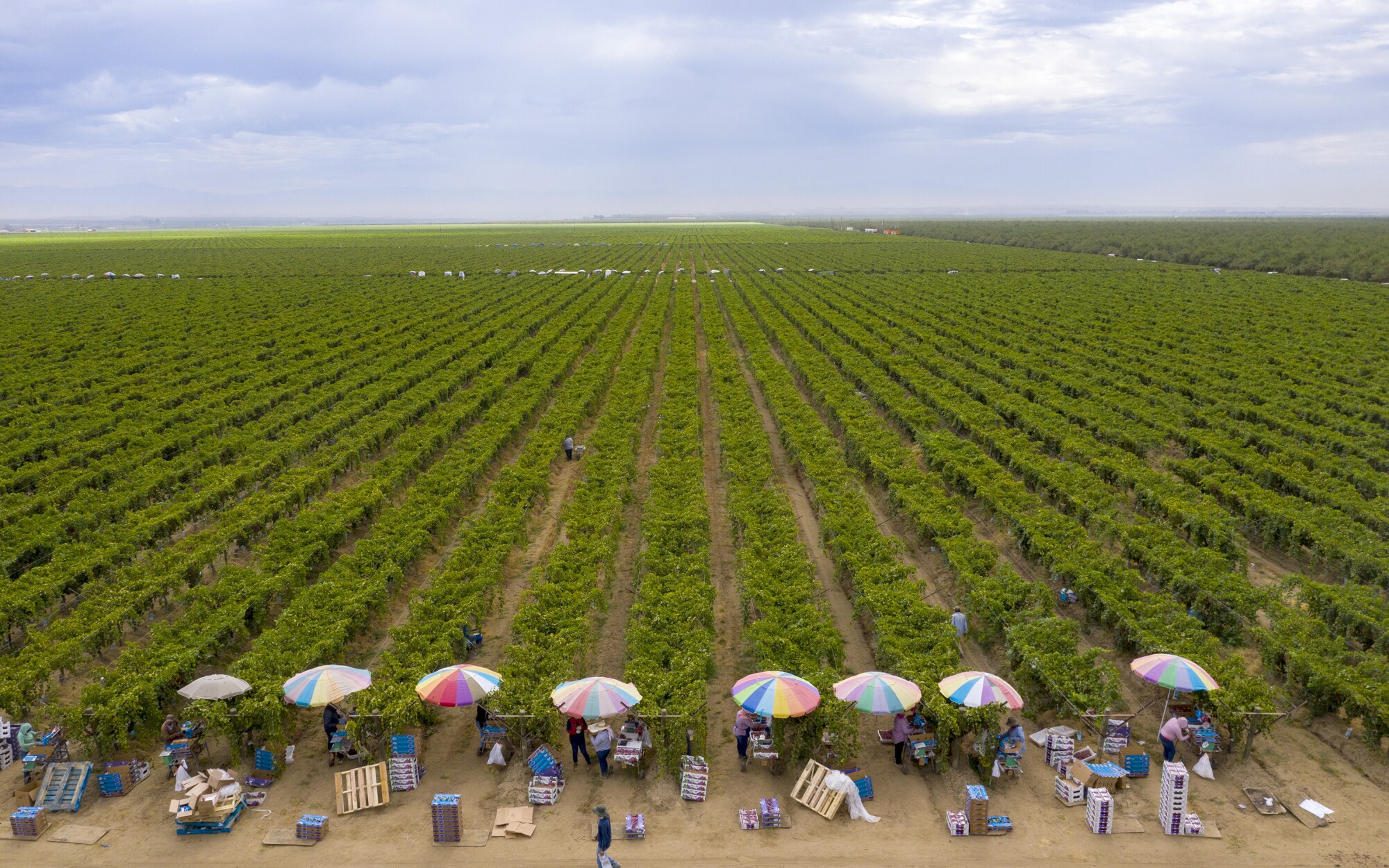 Umbrellas shade farmworkers as they pack up freshly harvested grapes recently in the Kern County town of Delano.