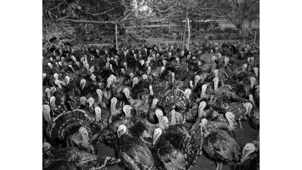 The original Nov. 4, 1945 Times caption reported: THEIR END IS NIGH – Turkeys – tom and hen – gobble their farewell to life at the Attolico ranch in the San Fernando Valley before being loaded on trucks and taken to the Verda slaughtering and dressing house in Roscoe.
