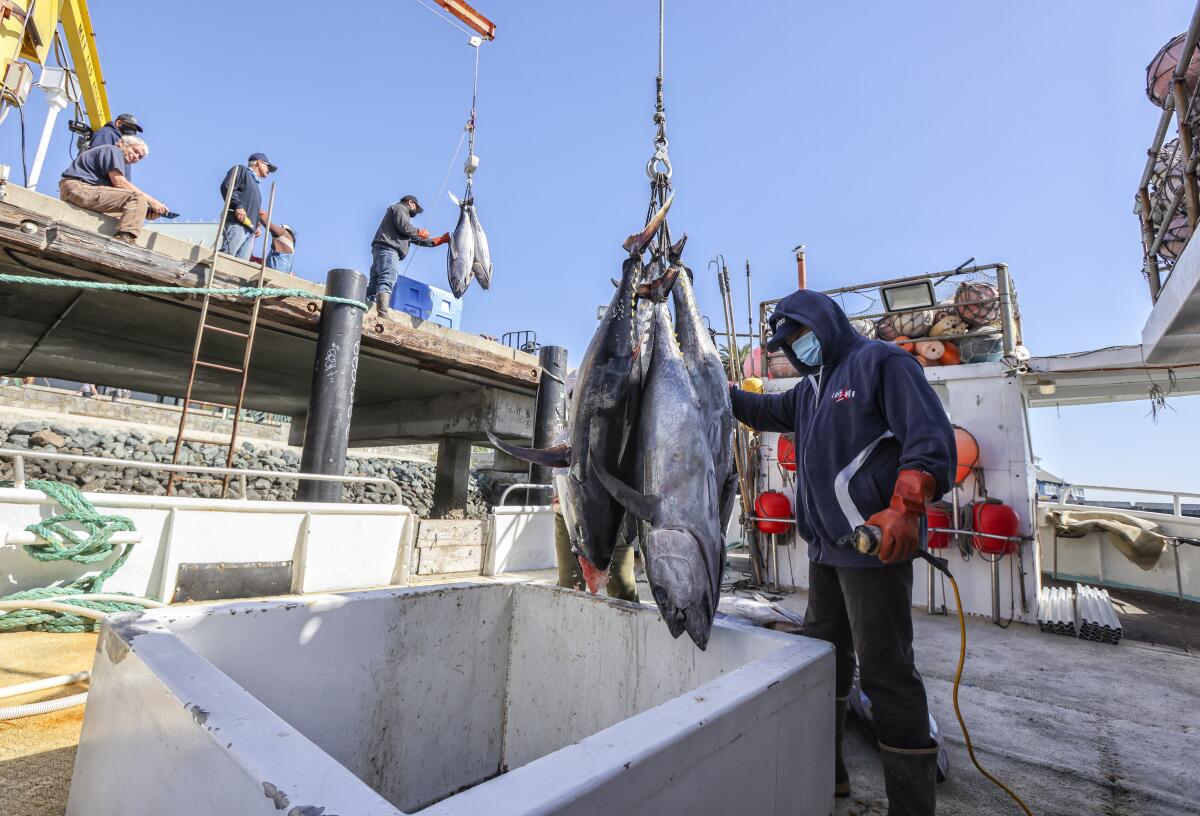 Crew members unload their haul of tuna on a dock in Tuna Harbor in 2021.